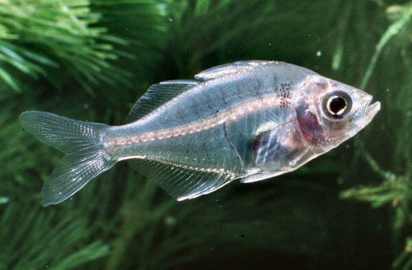 透明魚(yú)